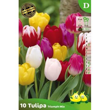 Tulipe