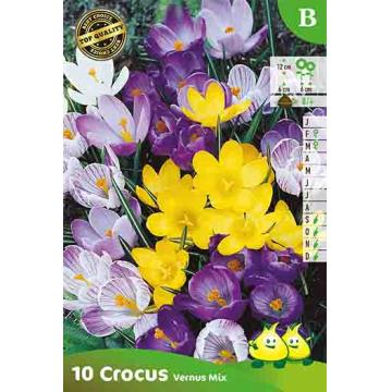 Crocus