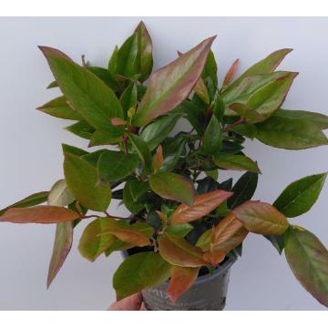 Leucothoé