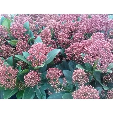 Skimmia