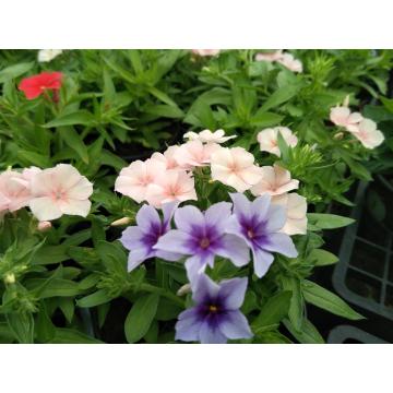 Phlox 