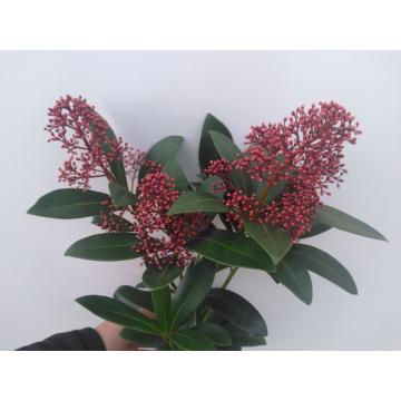 Skimmia
