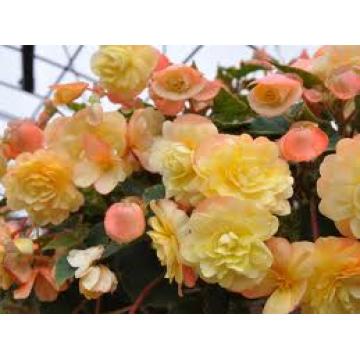 Begonia tombant