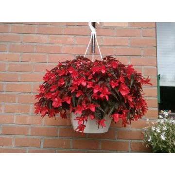 Begonia tombant