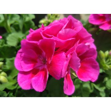 Géranium droit