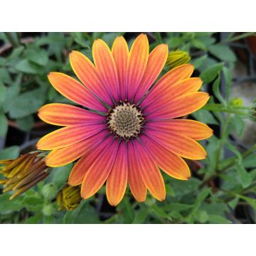 Osteospermum
