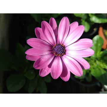 Osteospermum