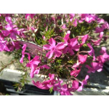 Phlox subbulata