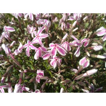 Phlox subbulata