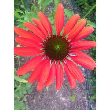 Echinacea purpurea