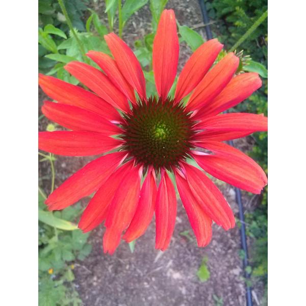 Echinacea purpurea