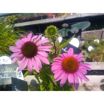 Echinacea purpurea