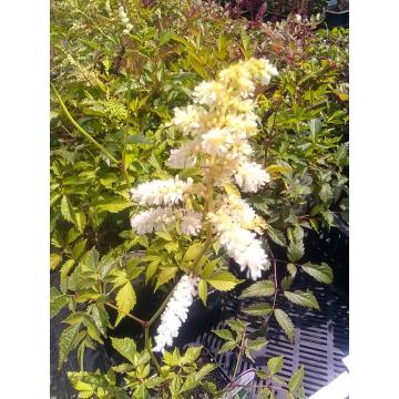 Astilbe
