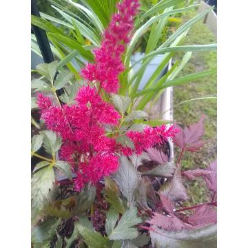 Astilbe