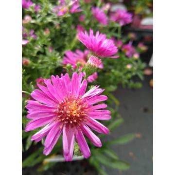 Aster