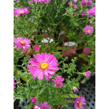Aster