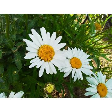 Chrysanthemum leuc