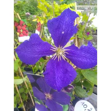 Clematite