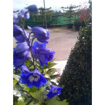 Delphinium (Pied d'alouette)
