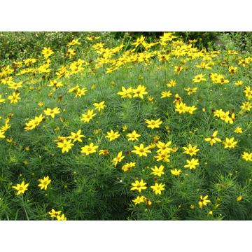 Coreopsis verticillata