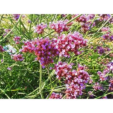 Verbena bonariensis