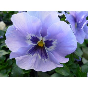 Viola