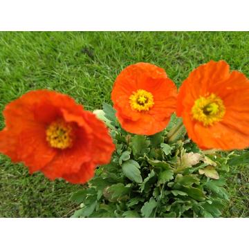 Papaver nudicaule