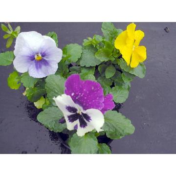 Viola