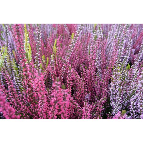Calluna Calluna