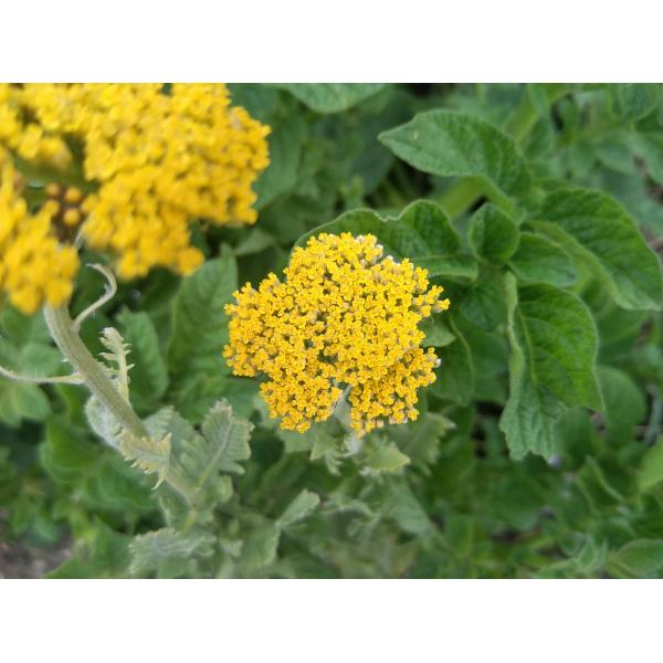 Achillea millefollium