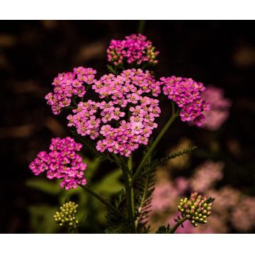 Achillea millefollium