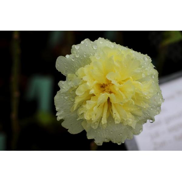 Alcea rosea (Rose trémière)