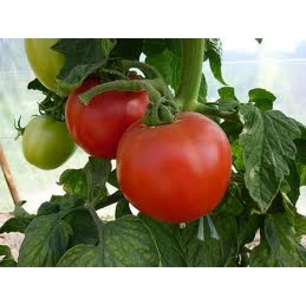 Tomate Tomate