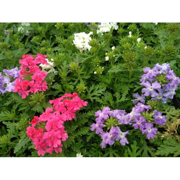 Verbena